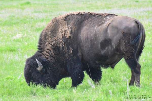 American Bison