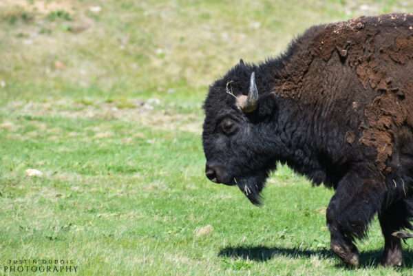 American Bison (Side View)