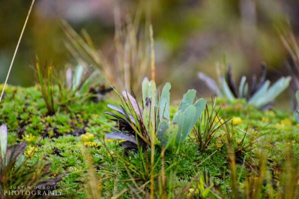 Amazon Rainforest: Small Plant