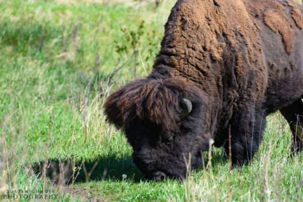 American Bison Grazing