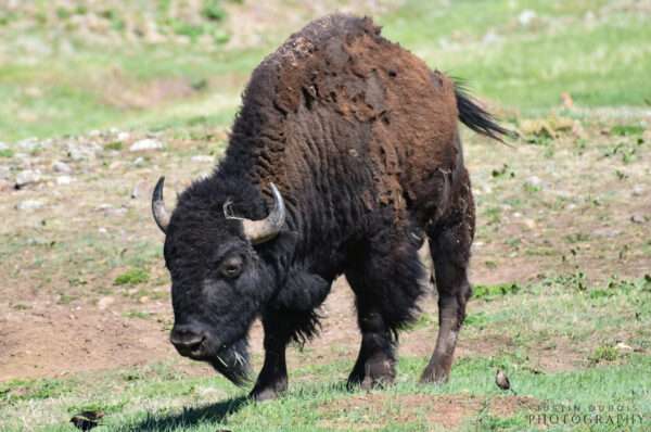 American Bison Roaming