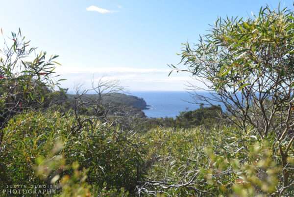 Australia: Coastal Foliage