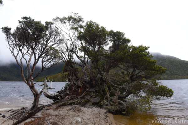 Australia: Dove Lake