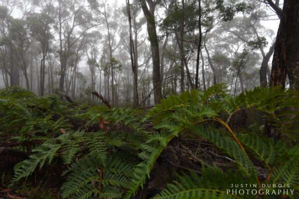 Australia: Fern Forest