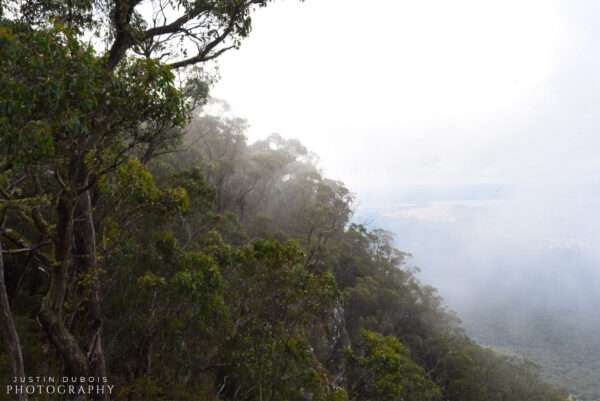 Australia: Foggy Forest