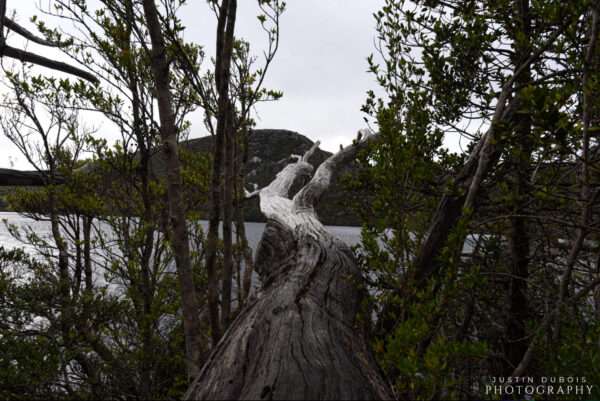 Australia: Lakeside Driftwood