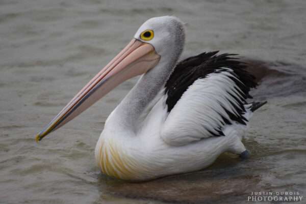 Australian Pelican