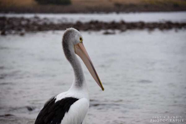 Australian Pelican (Back View)