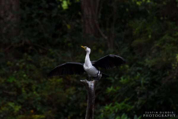 Australian Pied Cormorant