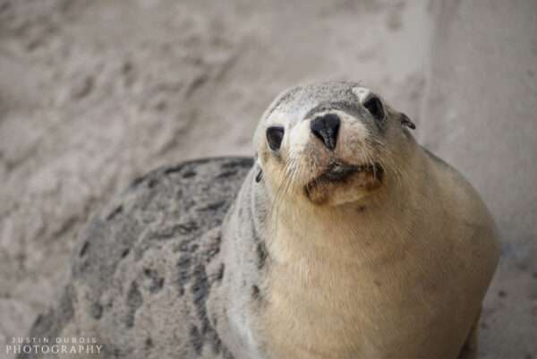 Australian Sea Lion