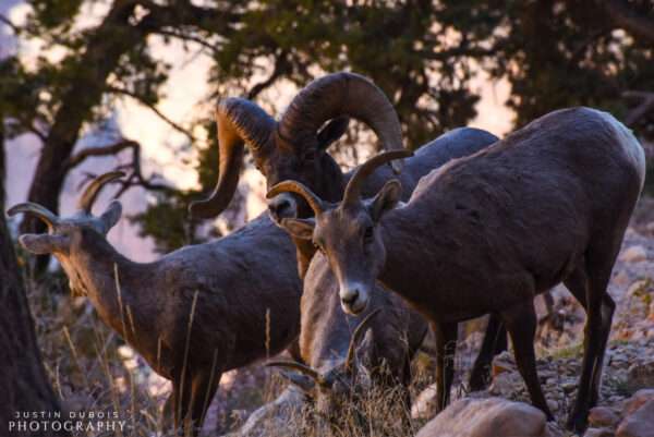 Bighorn Sheep Herd