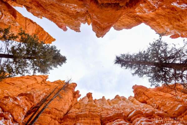 Bryce Canyon: Vertical View