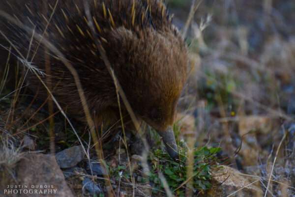 Echidna (Close-up)