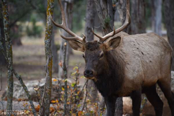 Elk