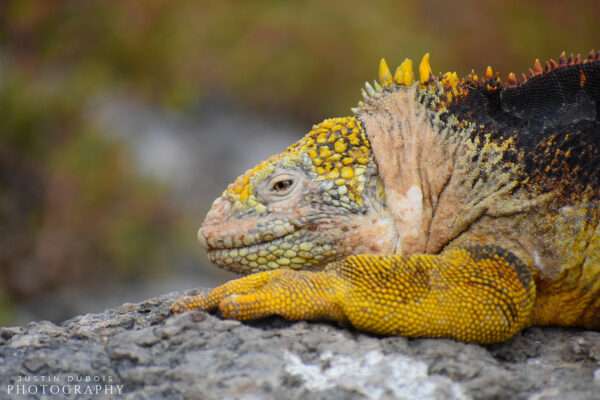 Galapagos Land Iguana