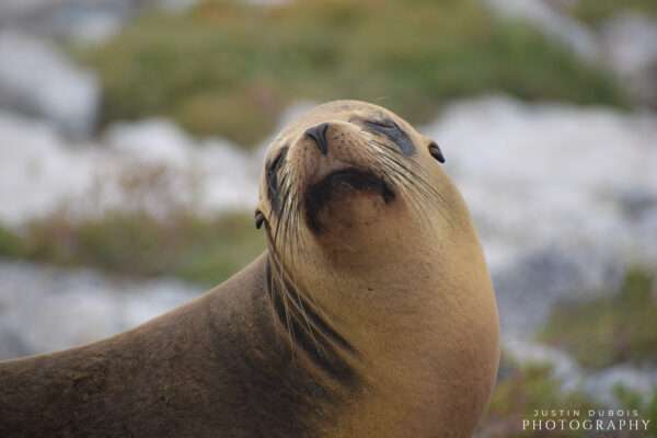 Galapagos Sea Lion