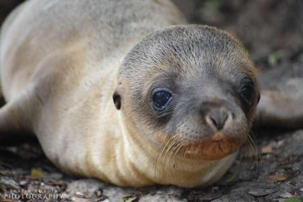 Galapagos Sea Lion Pup