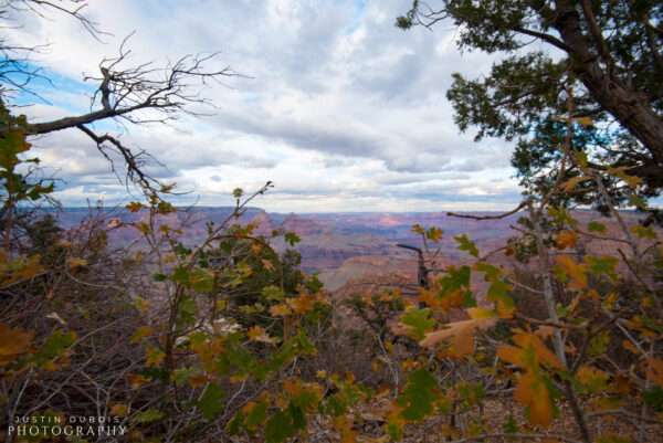 Grand Canyon: Fall Foliage