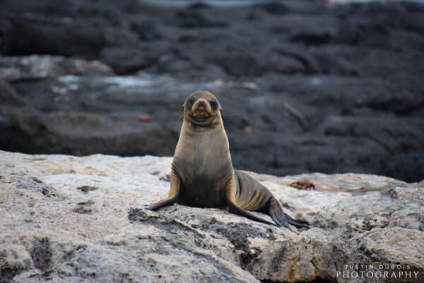 Juvenile Galapagos Sea Lion