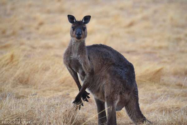 Kangaroo