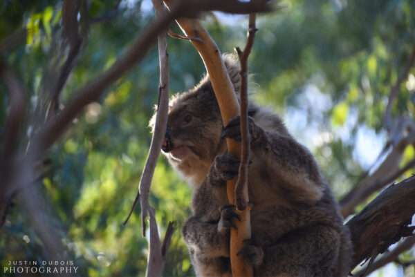 Koala