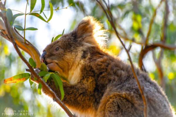 Koala (Close-up)