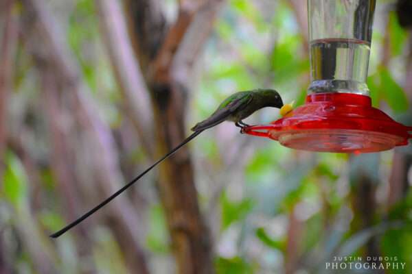 Long-tailed Hummingbird