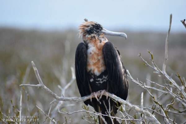 Magnificent Frigatebird