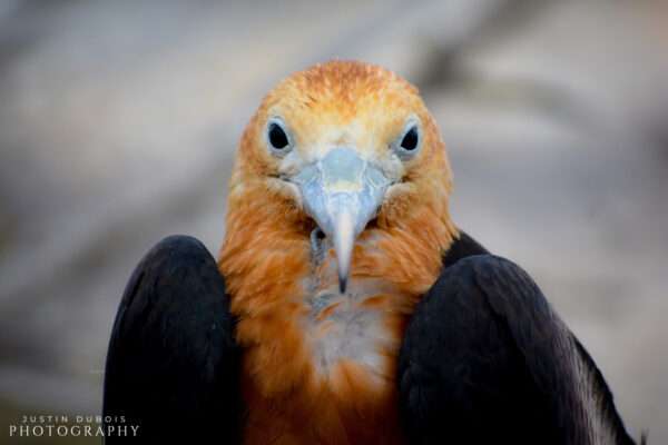 Magnificent Frigatebird (Close-up)