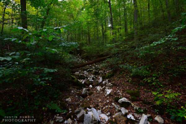 Mammoth Cave: Forest Floor