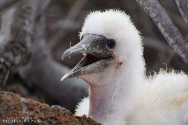 Masked Booby