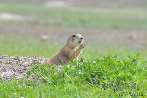 Prairie Dog