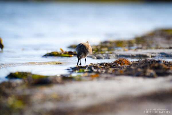 Red Knot