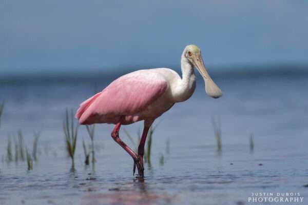 Roseate Spoonbill