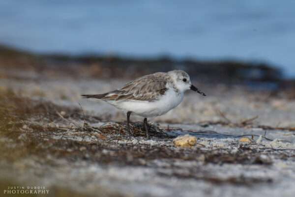 Sanderling