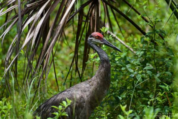 Sandhill Crane