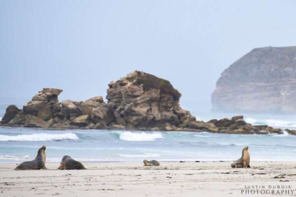 Sea Lions on Beach