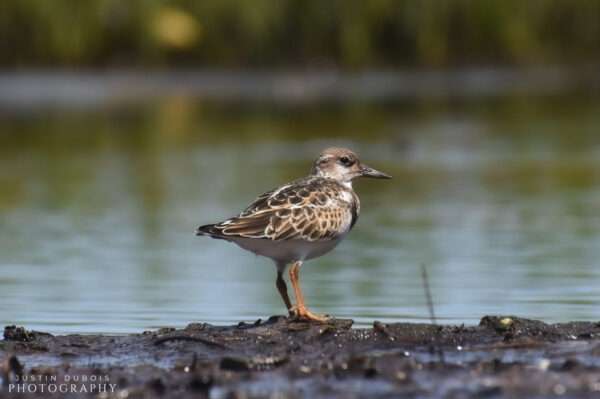 Semipalmated Sandpiper