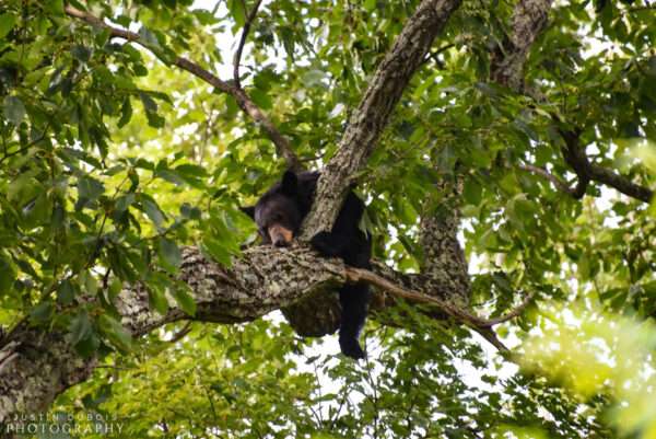 Sleeping Black Bear