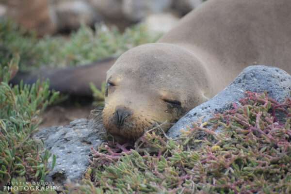 Sleeping Galapagos Sea Lion