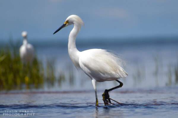 Snowy Egret