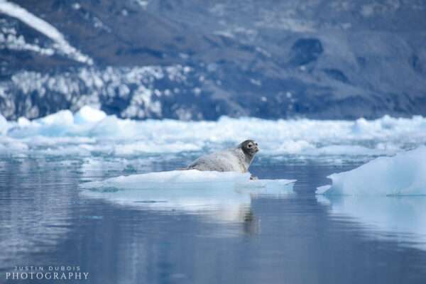 Spotted Seal