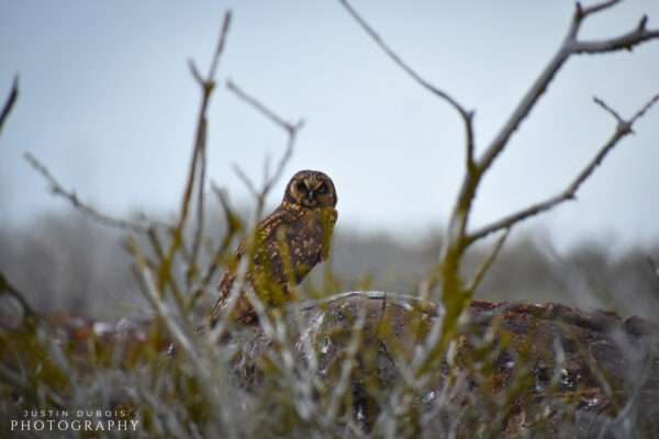 Stygian Owl