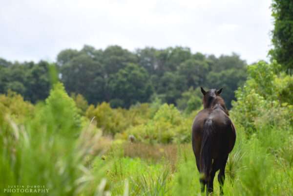 Wild Prairie Horse