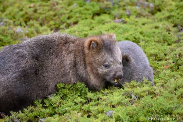 Wombats