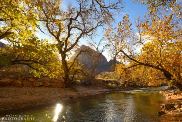 Zion: Riverside Foliage